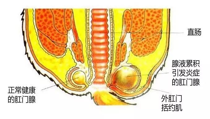 猫咪为什么会在地上蹭屁屁？很可能是身体出问题了……