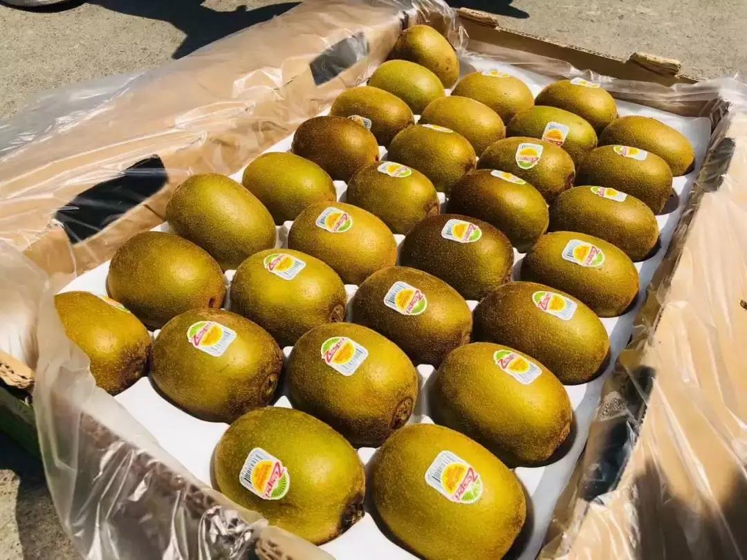 新西兰佳沛金果销售时间,2023年新西兰佳沛金果