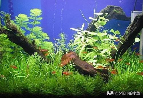 新开缸为什么水草都烂了,开缸没成功水草泥怎么办