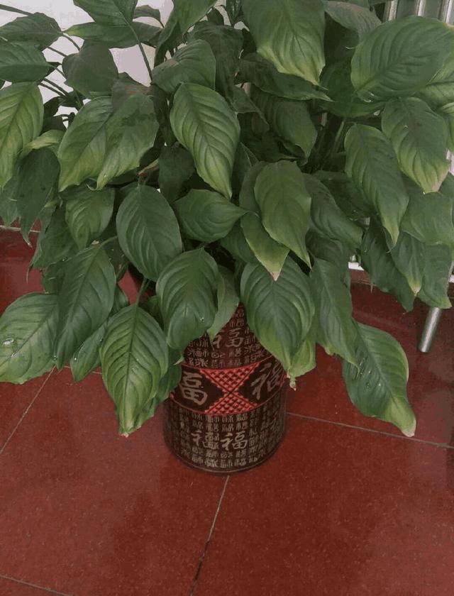 金边万年青整棵叶子变黄怎么回事,万年青叶片有黄点咋办