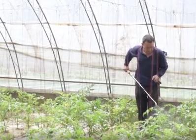 治疗番茄病毒病的配方是啥,防治番茄病毒病的药对人体有害吗