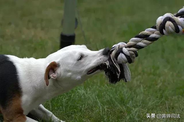 狗扰民怎么委婉的说,狗扰民怎么办教你一招