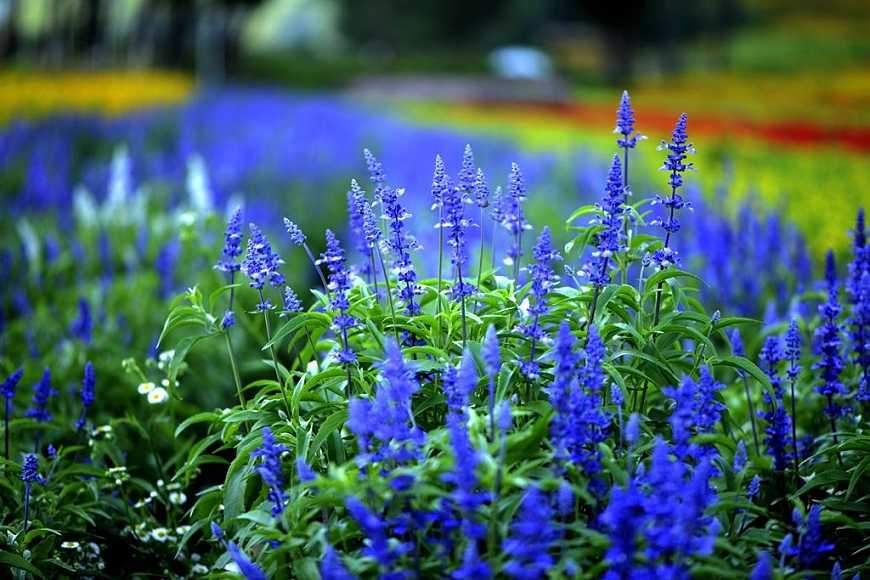 什么草可以让睡眠好,助睡眠草种