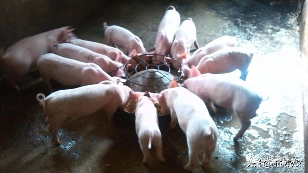 年关将近农村小伙写春联,年关将至写春联