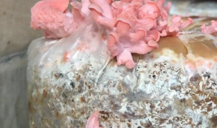 10种又奇怪又有毒的蘑菇,能养而且没有毒的蘑菇