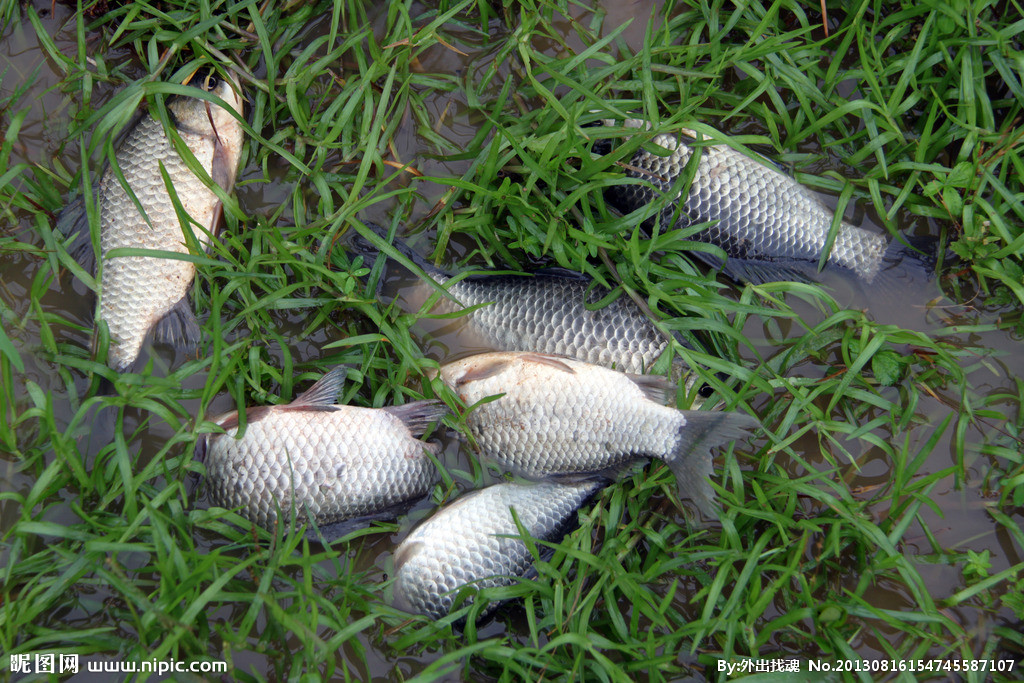 常见的鱼类习性知道怎么让它上钩