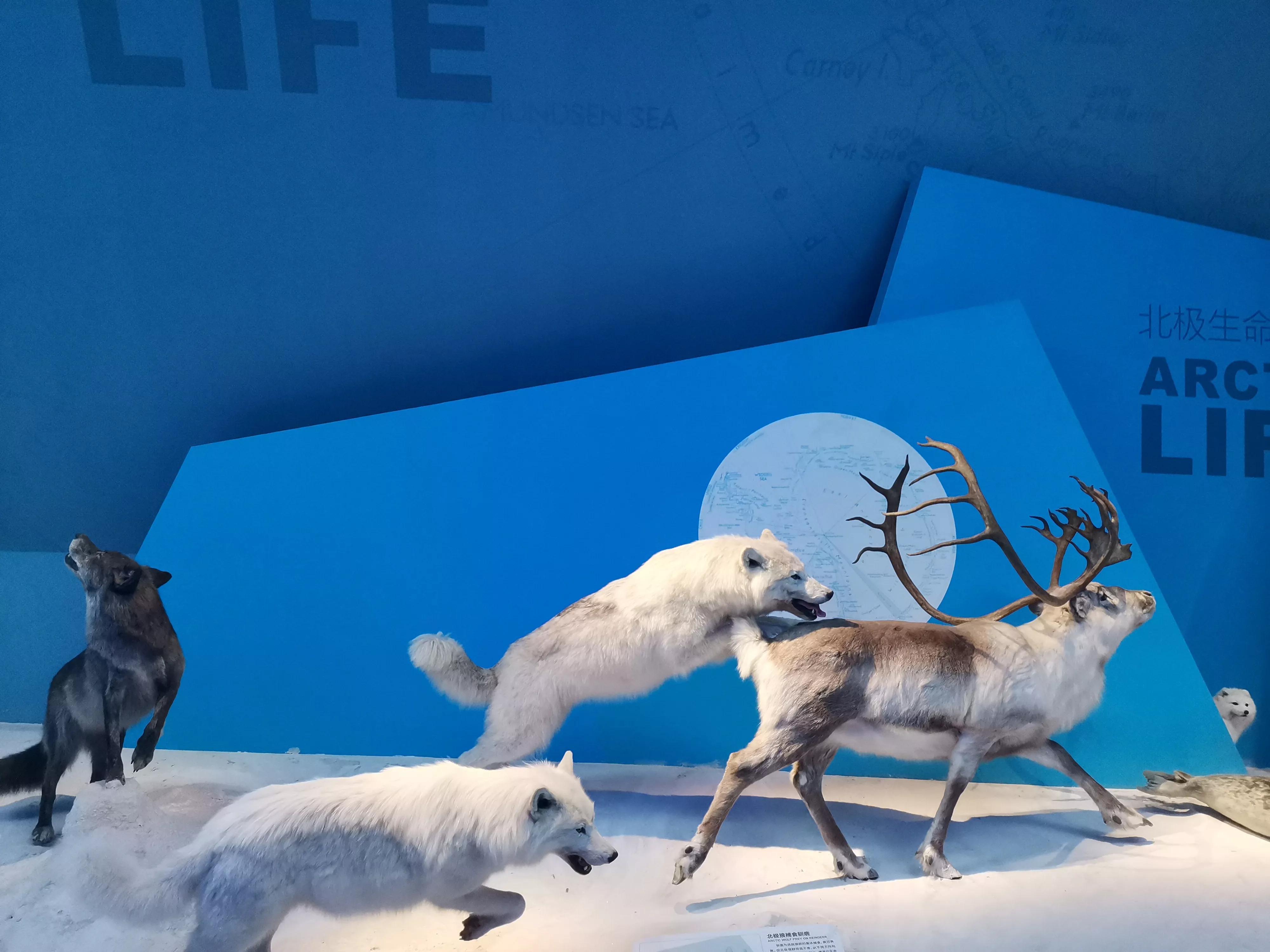 五一天津:路况满意,行程不错(海博+方特+妈祖像+滨海图书馆)