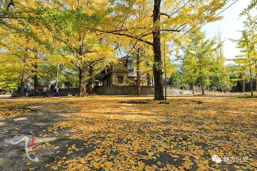 桂林兴安漠川银杏最佳观赏时间,桂林兴安漠川银杏网红打卡地