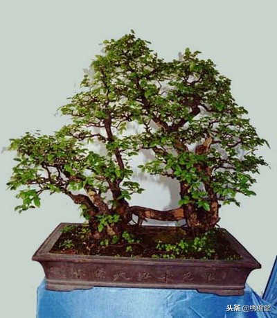 丛林式盆景欣赏,盆景欣赏及制作