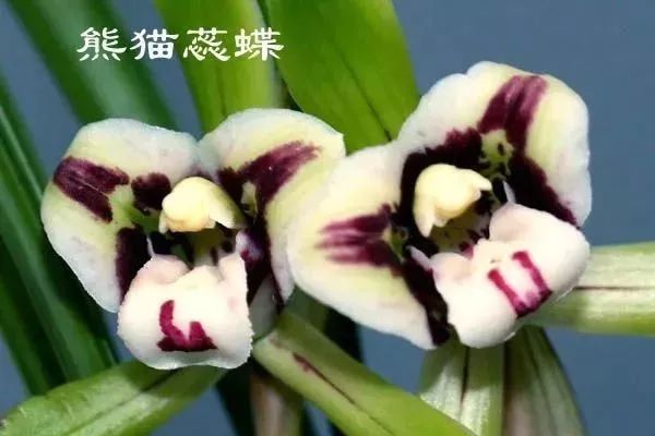 中国兰花的鉴赏标准,中国兰花特征介绍