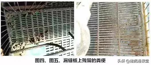 一把小扫把，让产床母猪远离子宫炎