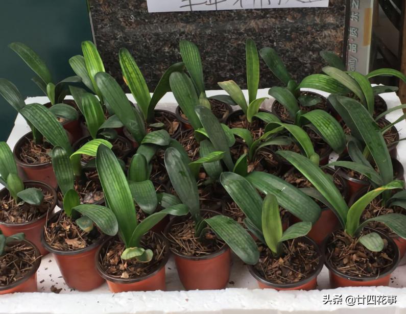 君子兰小苗怎样栽养才能旺盛,用一粒种子如何养出一盆君子兰