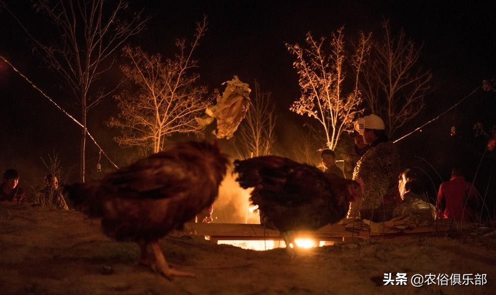 农村出殡为什么要杀一只鸡,下葬杀公鸡有什么忌讳