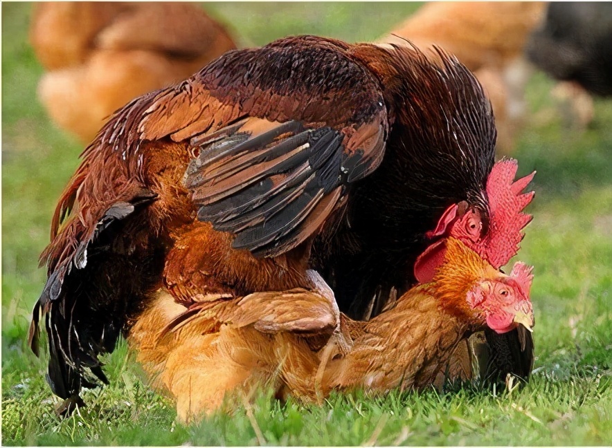 为什么母鸡没公鸡能生蛋,为什么母鸡没有公鸡公鸡不能下蛋