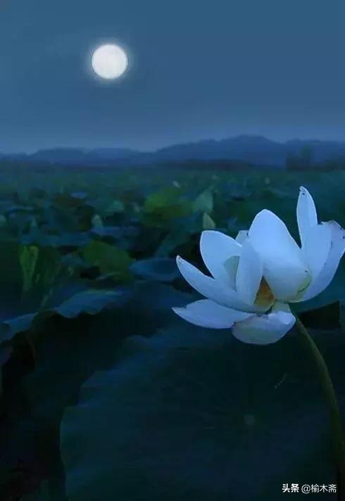 夏夜诗词佳句：松间小槛接波平，月澹烟沉暑气清