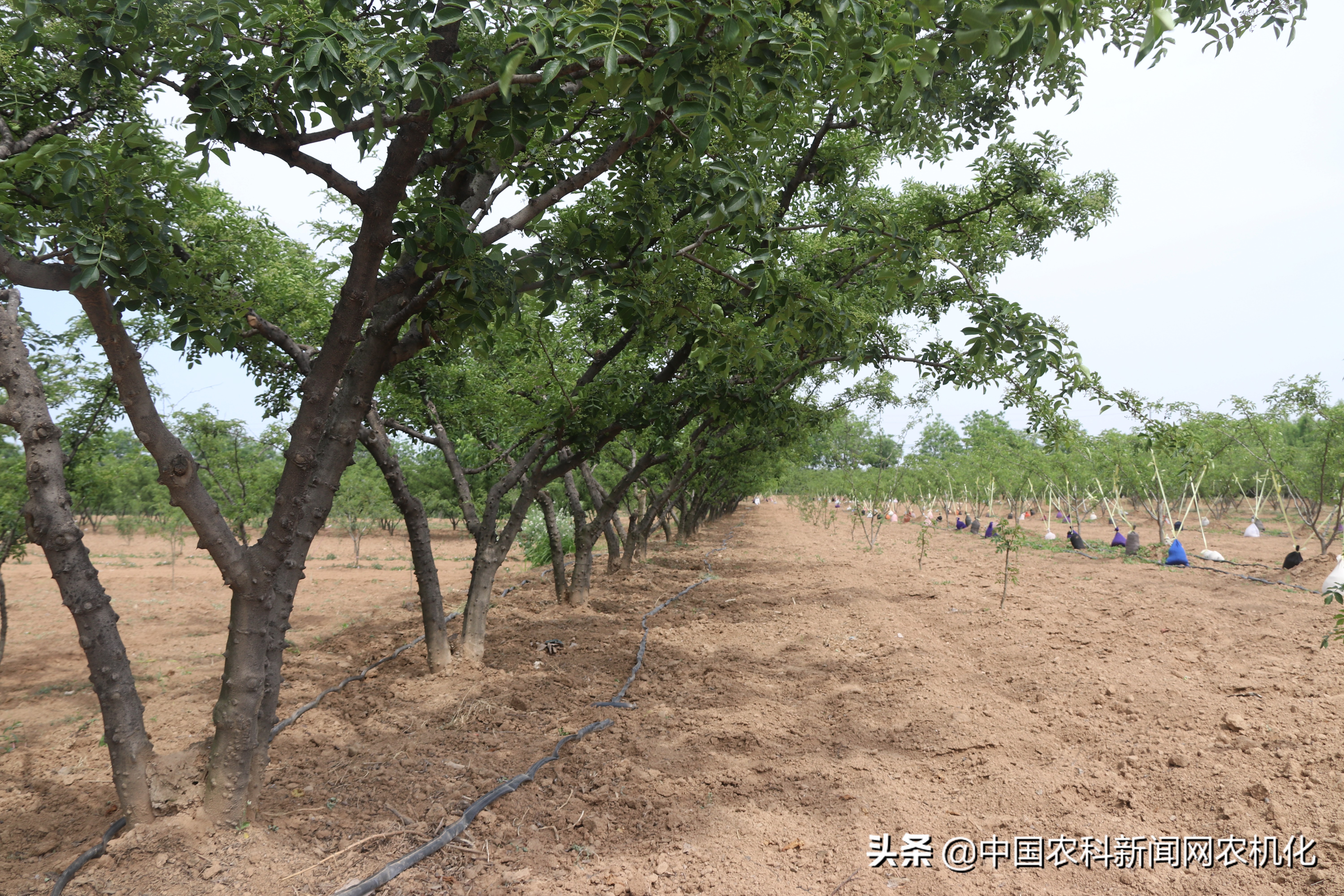 西农大帮扶合阳百良镇发展花椒产业,贫困户走上致富路
