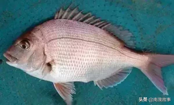 南澳渔民出海最常见的50种海鱼，都吃过，你就能退休了！