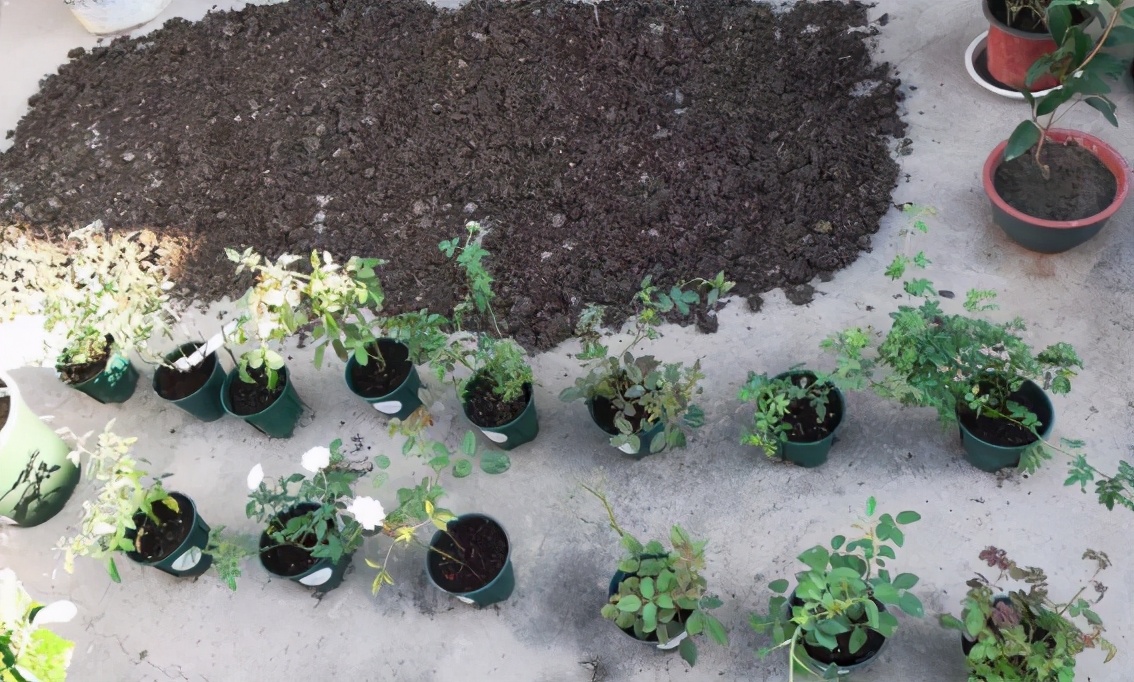 养花用酸性土还是碱性土,找不到煤渣怎么养花