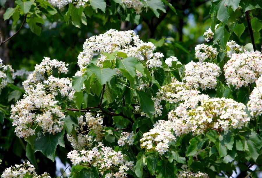 俗话说;“千棵棕万棵桐,子子孙孙都不穷”,为什么这样说?