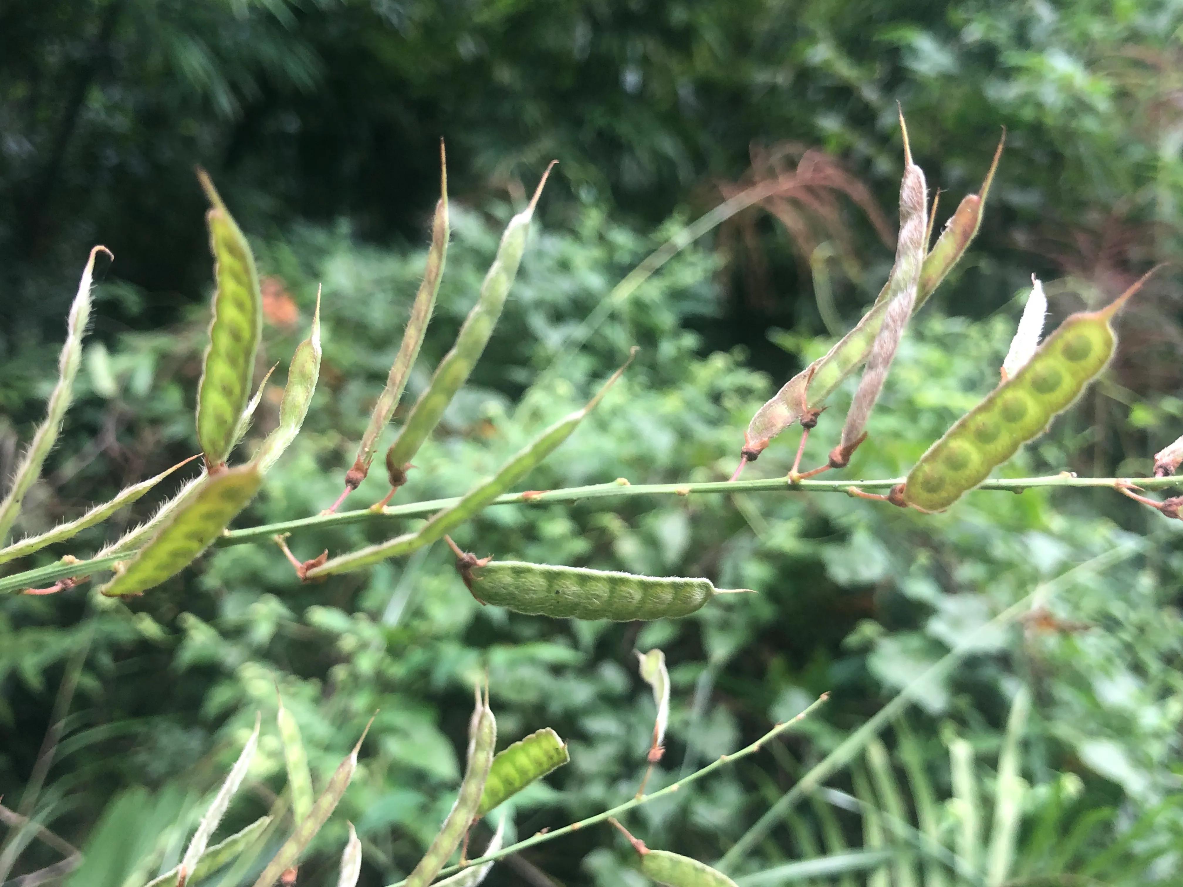 深山野岭野生植物,深山老林野菜植物