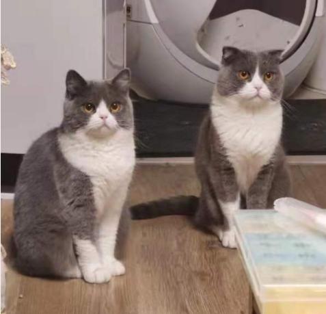 2021最火猫咪,2020年最火的猫咪