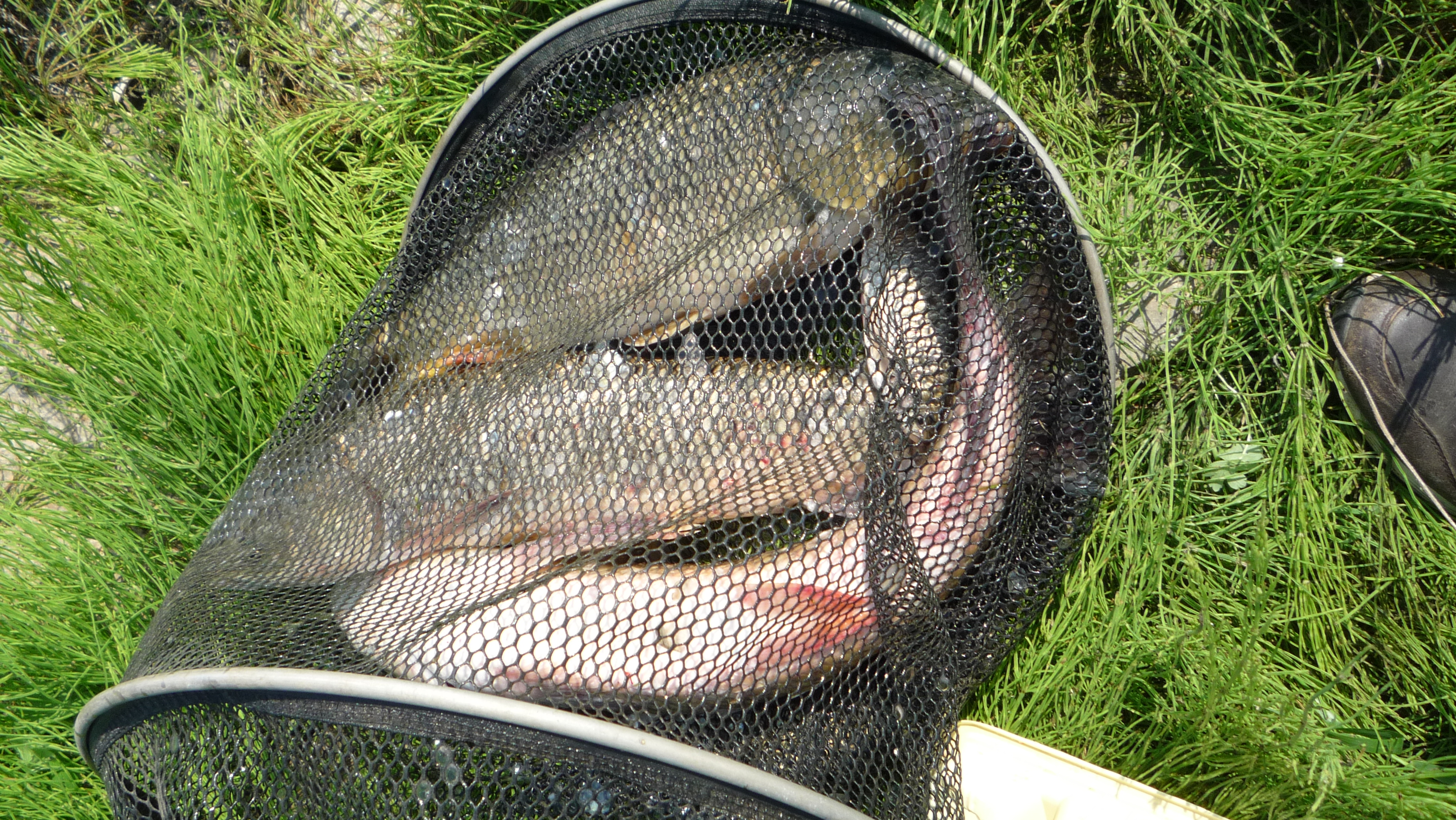 春季草鱼打窝的最佳方法,春季钓草鱼用鸭饲料打窝好吗