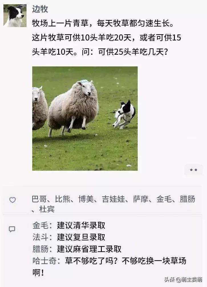 狗拟人化的性格,各种狗狗拟人化