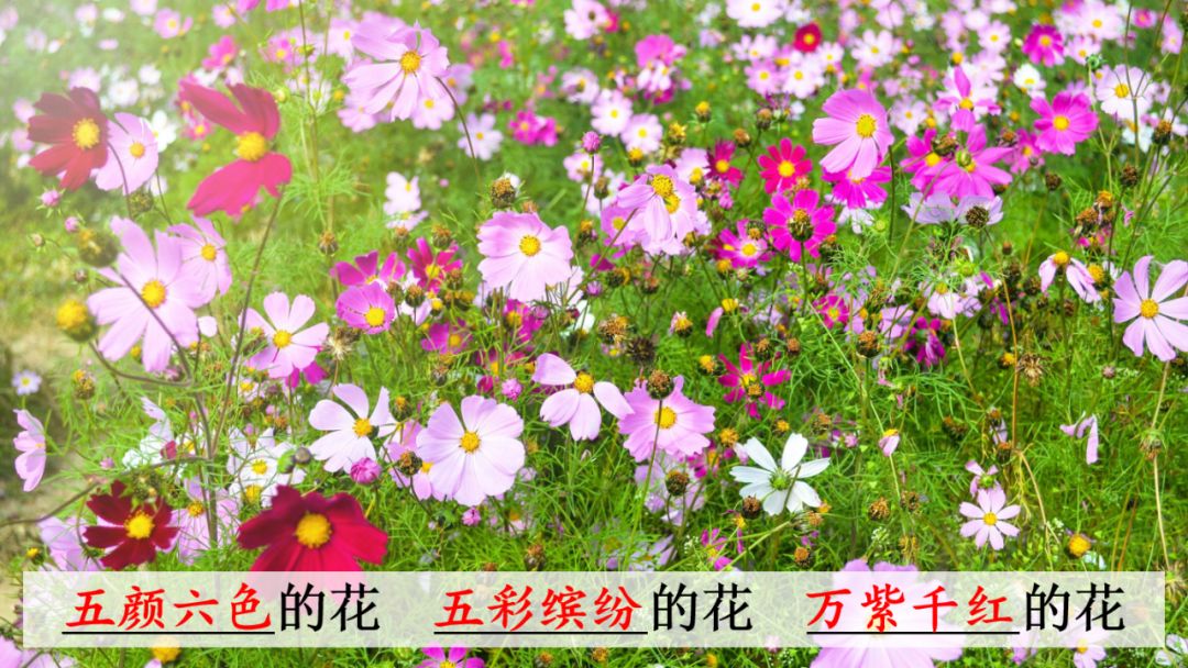 语文三年级下册燕子课文解析,三年级语文下册第2燕子课文重点