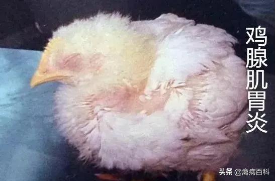 鸡腺肌胃炎为什么难治,鸡群患腺胃炎怎么治疗