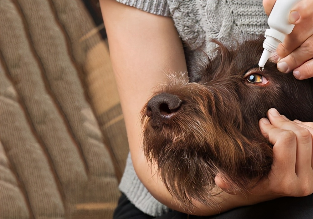 狗狗感冒应该怎么治疗,狗狗会得流感吧