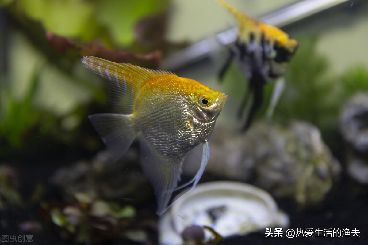 养鱼老是死鱼怎么办,新鱼缸养鱼怎么一个星期开始死鱼