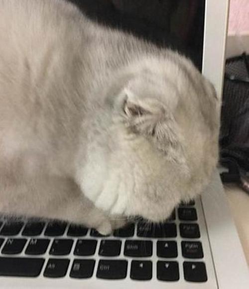 猫咪趁主人不注意推倒东西,猫咪趁主人不注意后空翻