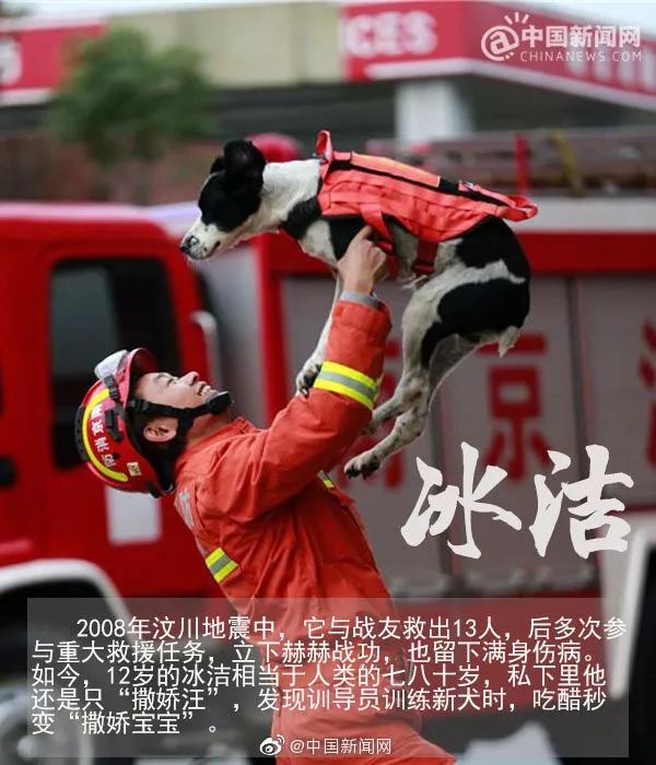 汶川地震狗救了32条人命,汶川地震狗狗救人21人