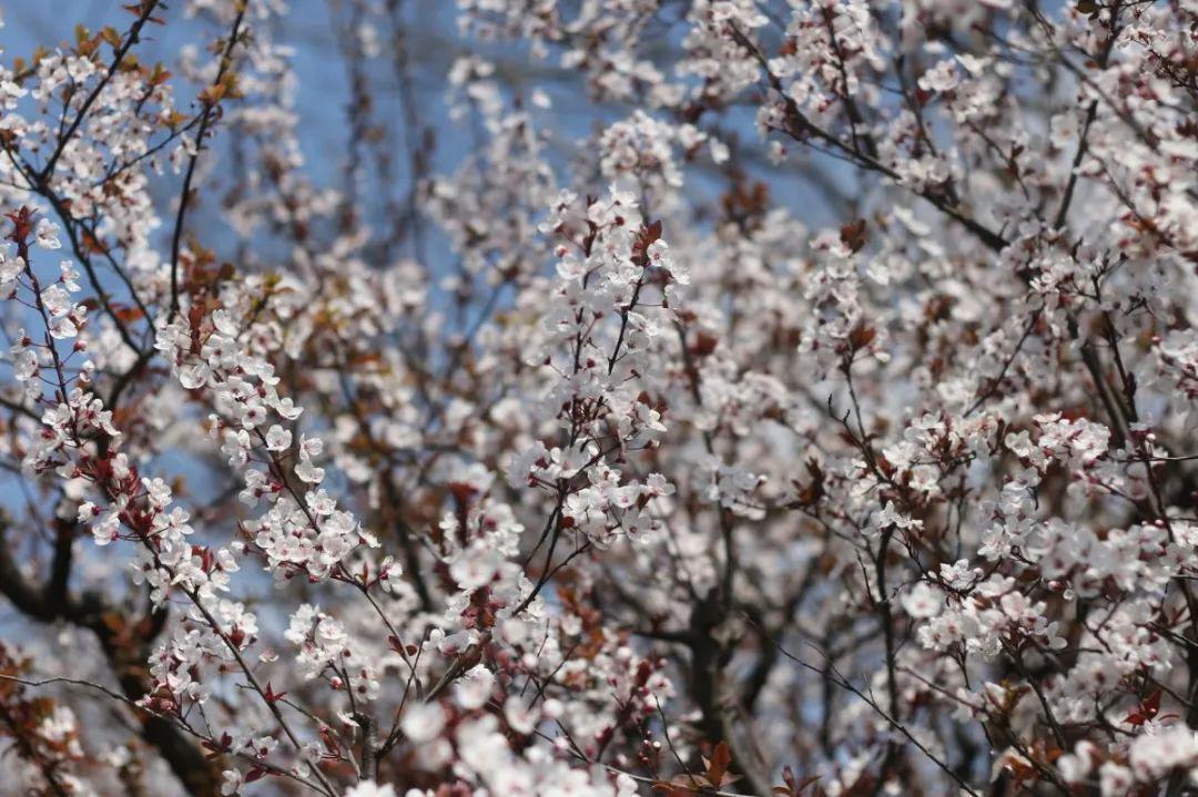 上海顾村公园樱花时间,2022上海顾村公园樱花开了吗