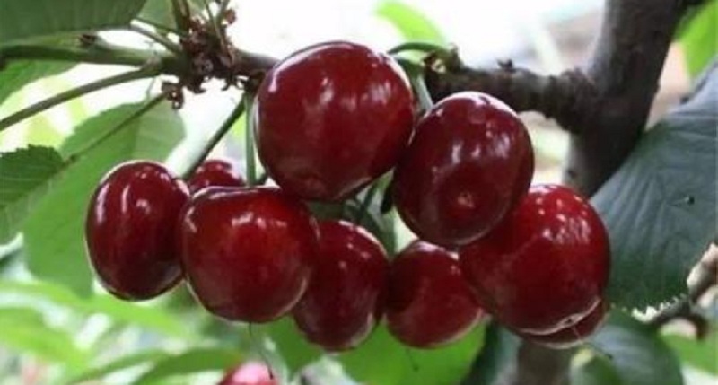 吃剩下的樱桃核怎样种植,吃剩的樱桃核晒干可以做肥料吗