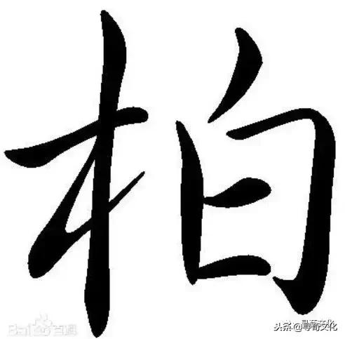 柏汉字怎么读,柏字汉字演变