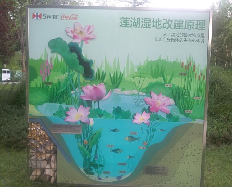 映日荷花别样红湖中美景,莲叶无穷碧映日荷花别样红美景