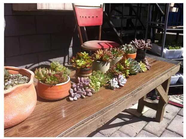 鑺辨埧濮戝澶氳倝閰嶅湡,鑺辨埧濮戝鐜夐湶澶氳倝