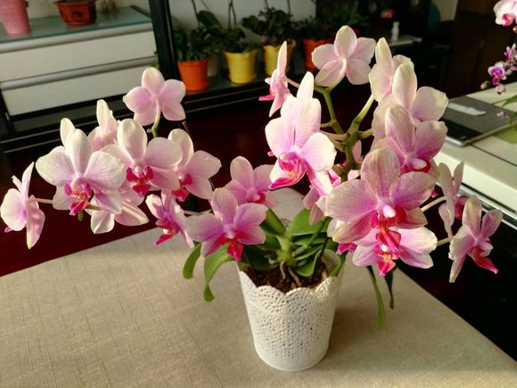 新手养蝴蝶兰的正确技巧,新手养蝴蝶兰的正确方法