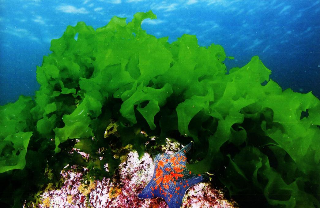 辽宁海边海鲜哪里好吃,辽宁海鲜哪最好