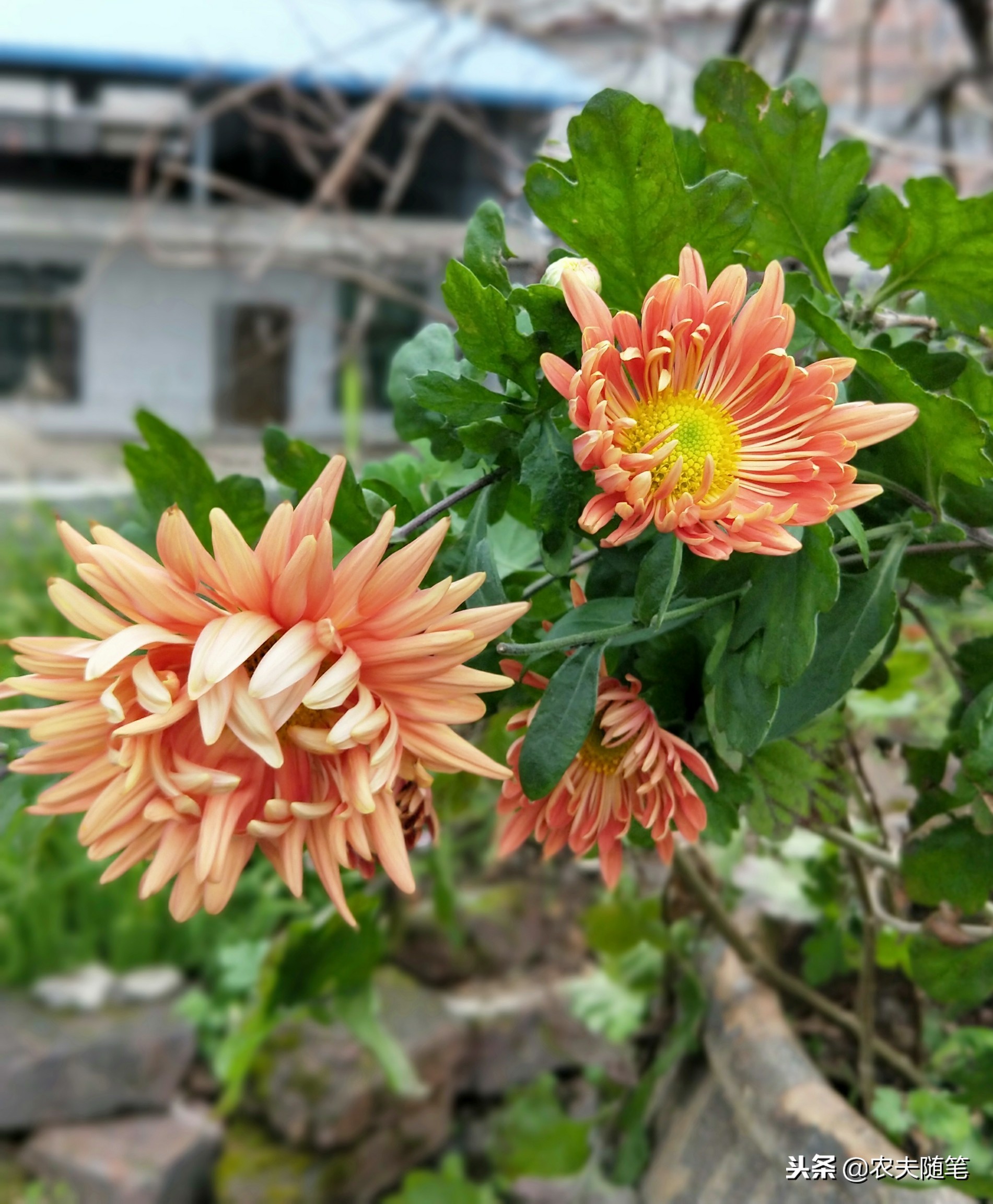 楼顶的菊花像一只快乐的飞鸟，在我心灵的天空上快活地飞翔