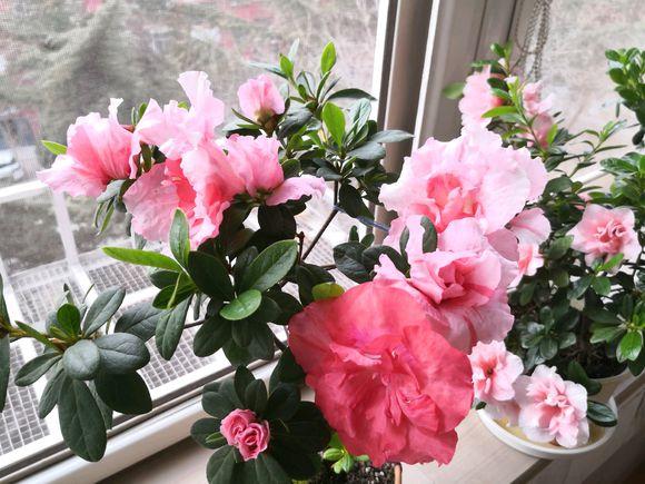 刚从花市回来的杜鹃怎么处理,刚种的杜鹃叶子枯萎