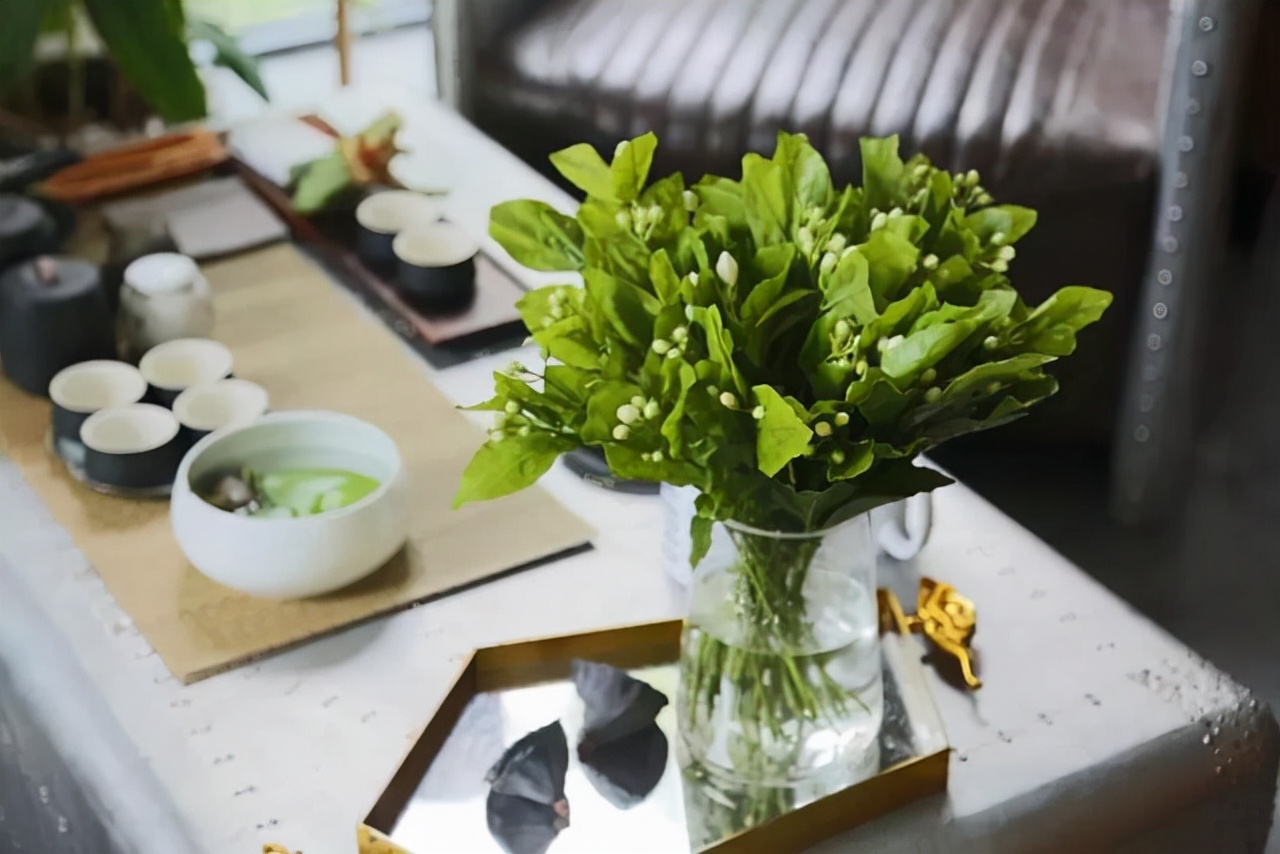 开春后茉莉花怎么养护,茉莉花春季怎么防寒