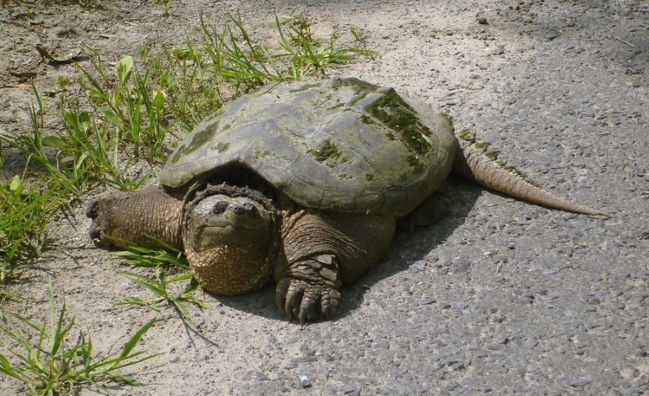 宠物拟鳄龟怎么样上手,家养宠物鳄龟有几种龟种