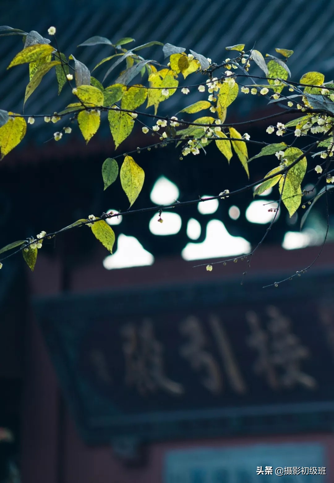 梅花拍摄欣赏技巧有哪些,拍梅花照技巧与角度