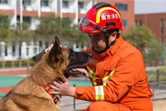 14年前67条搜救犬有哪些,最好的搜救犬是哪只