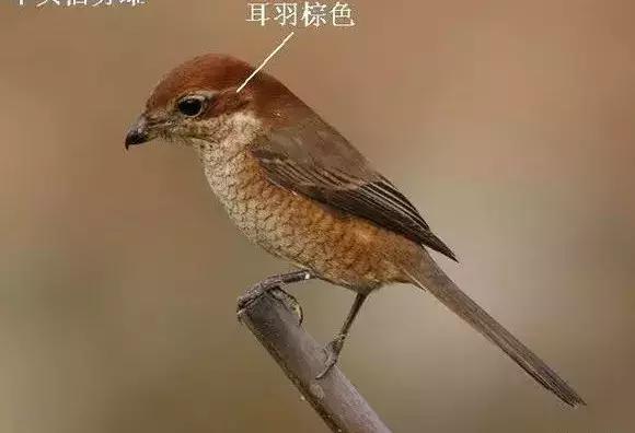 伯劳鸟饲养,没睁眼的伯劳怎样饲养