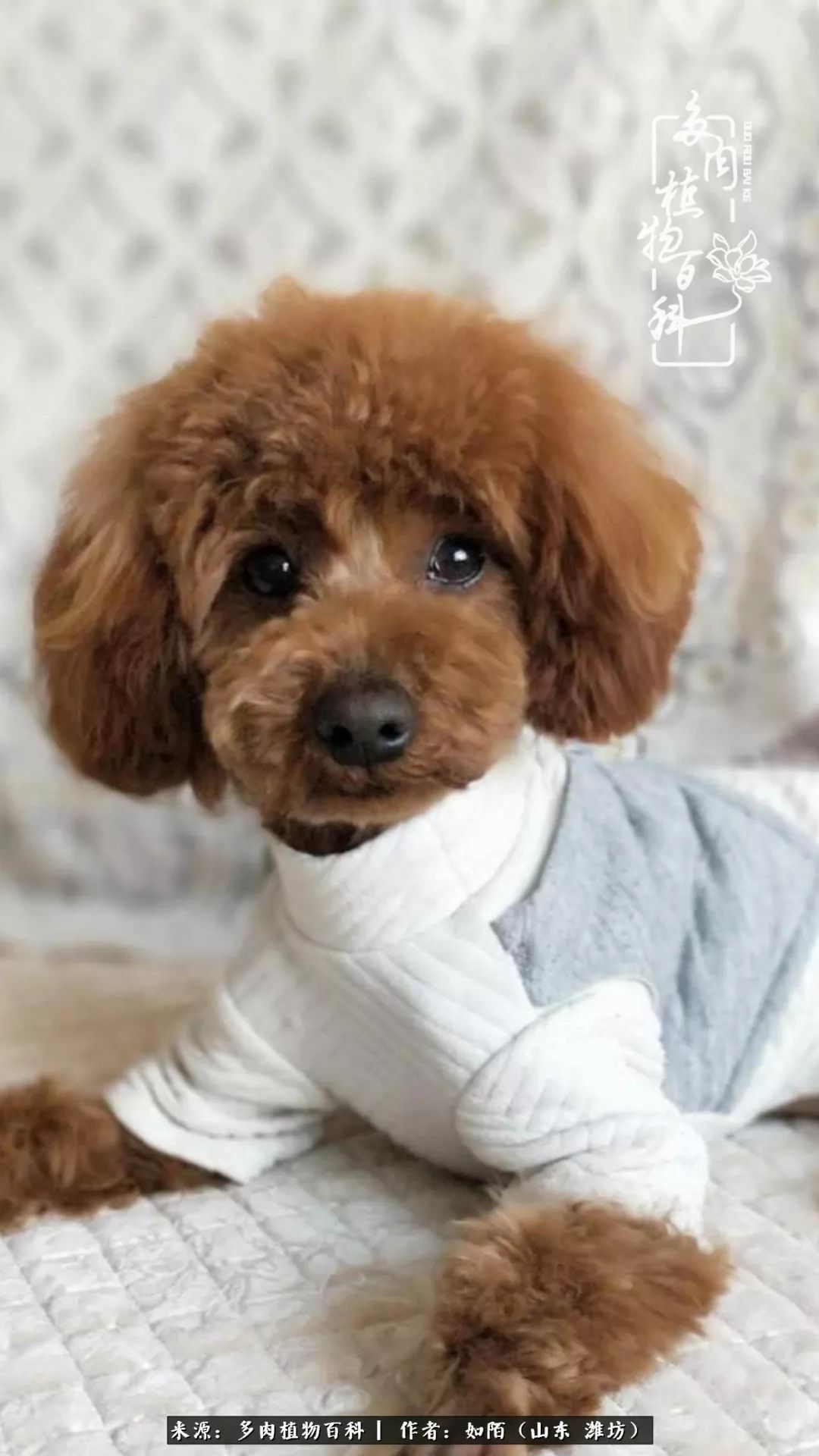 凤凰涅槃,浴火重生!多肉法师圣斗士们的秋天!(附养护经验)