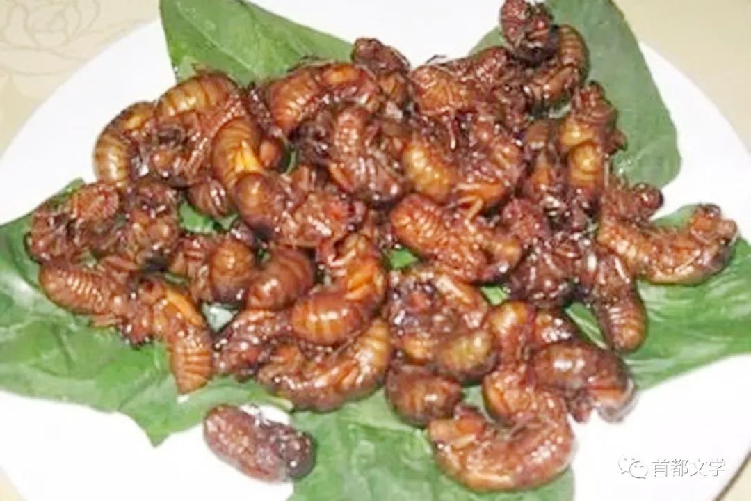 散文捉蝉作者王礼民