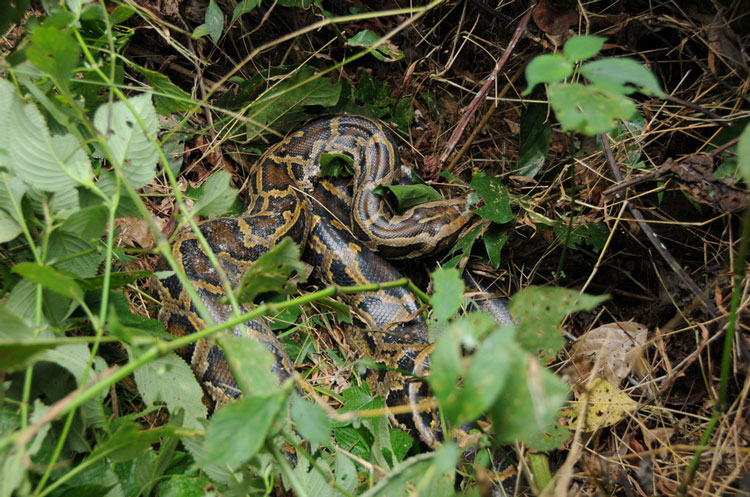 30公斤巨蟒进村吃200只鸡,巨蟒真实吞食野猪